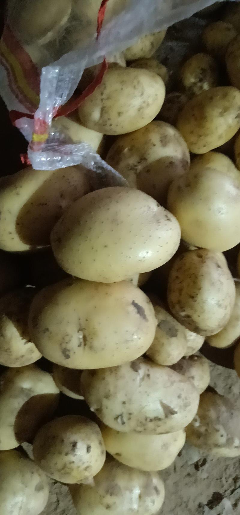 山东精选小土豆荷兰十五土豆土豆小规格土豆马铃薯