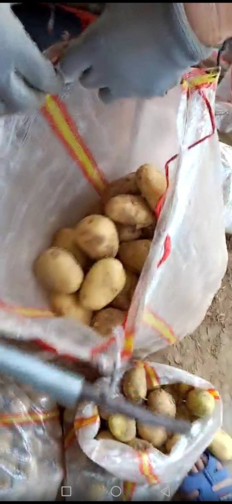【推荐】山东肥城/平阴精品土豆荷兰十五土豆马铃薯