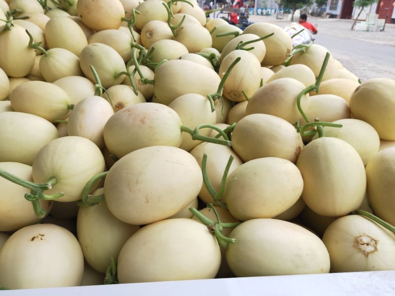 翠梨瓜小白瓜东方蜜白沙蜜大量上市品质保证