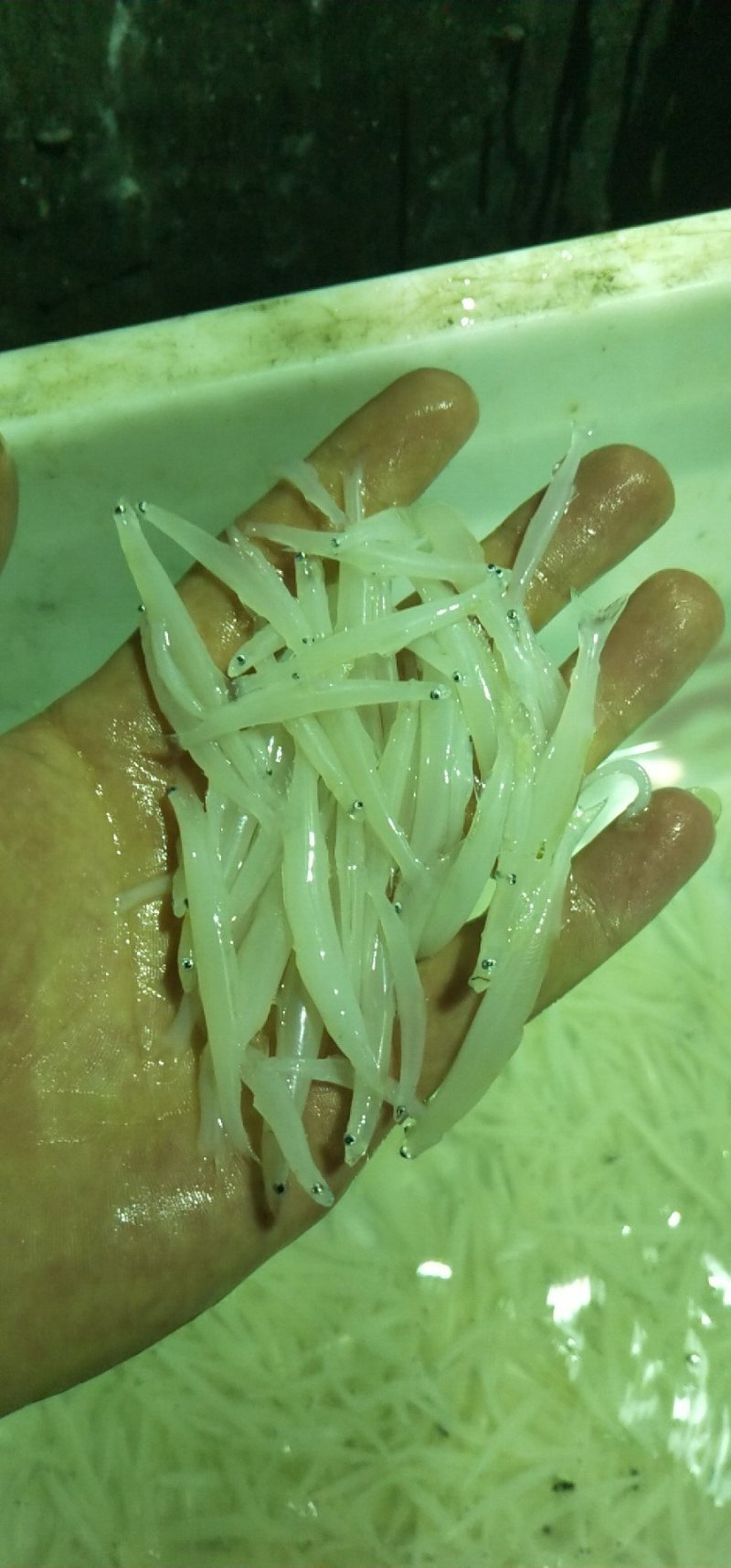 淡水鱼类