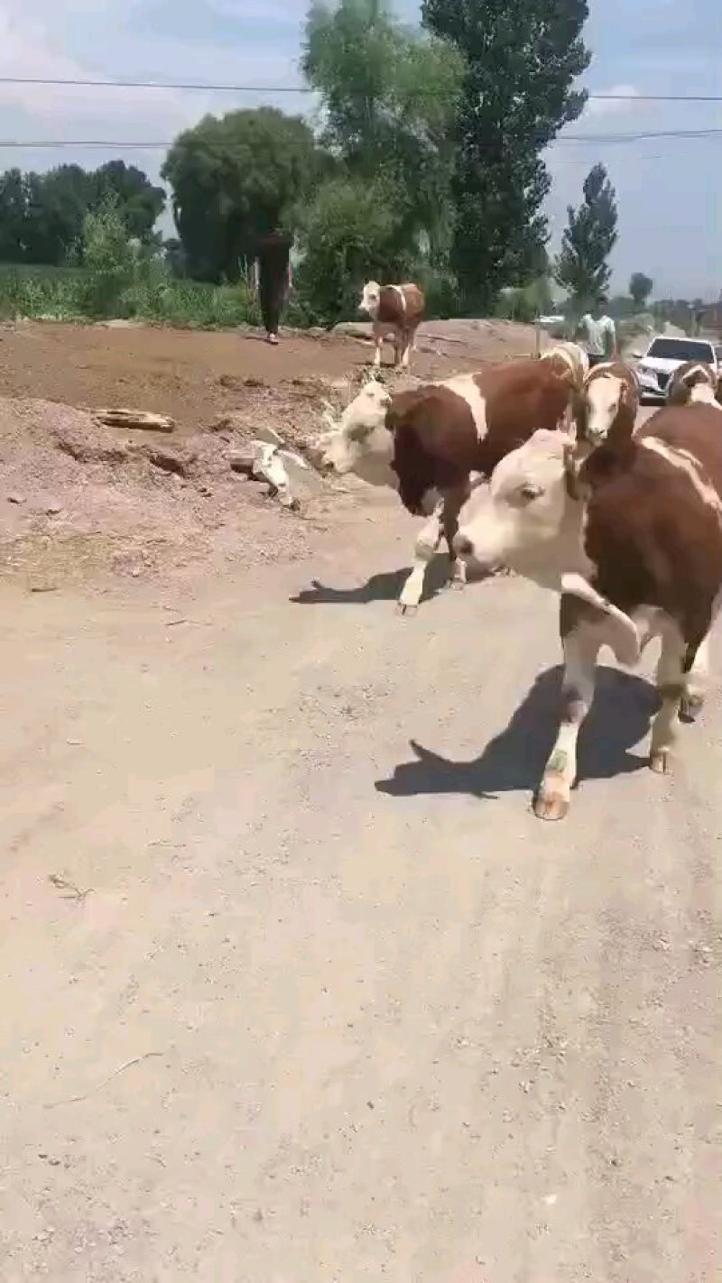 【热售】西门塔尔，有养牛的老板请过来看。