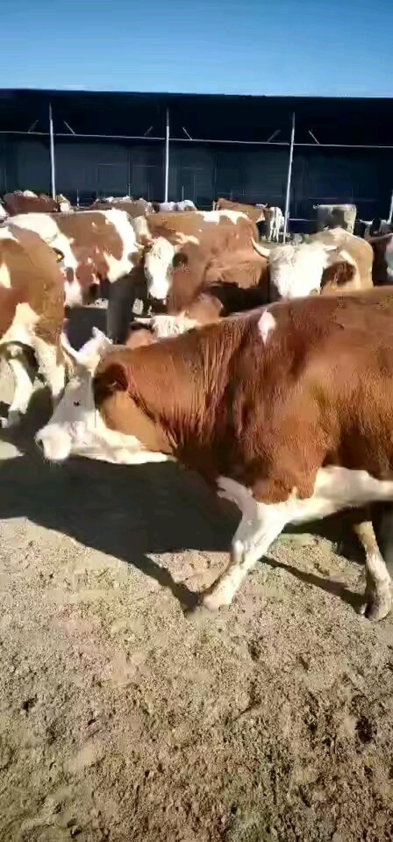 【热售】西门塔尔，有养牛的老板请过来看。