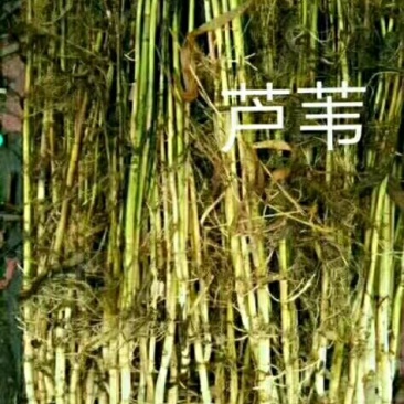 《白洋淀野生芦苇苗》