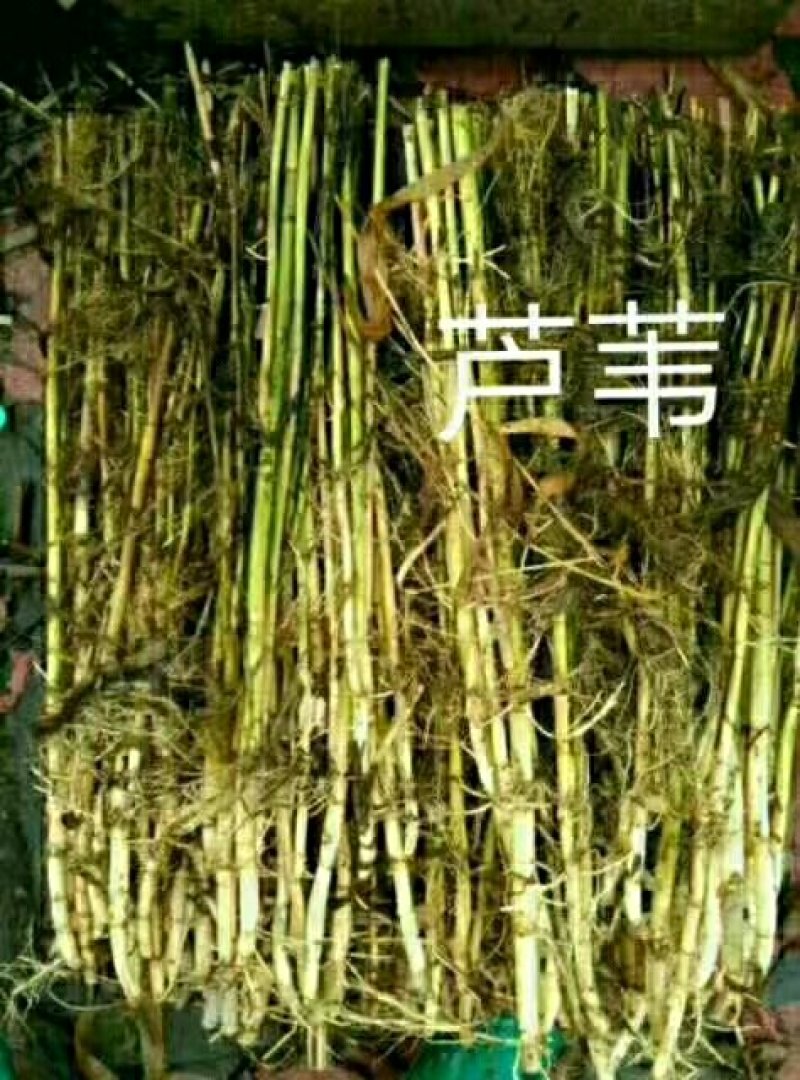 《白洋淀野生芦苇苗》