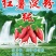 淀粉纯红薯淀粉颗粒