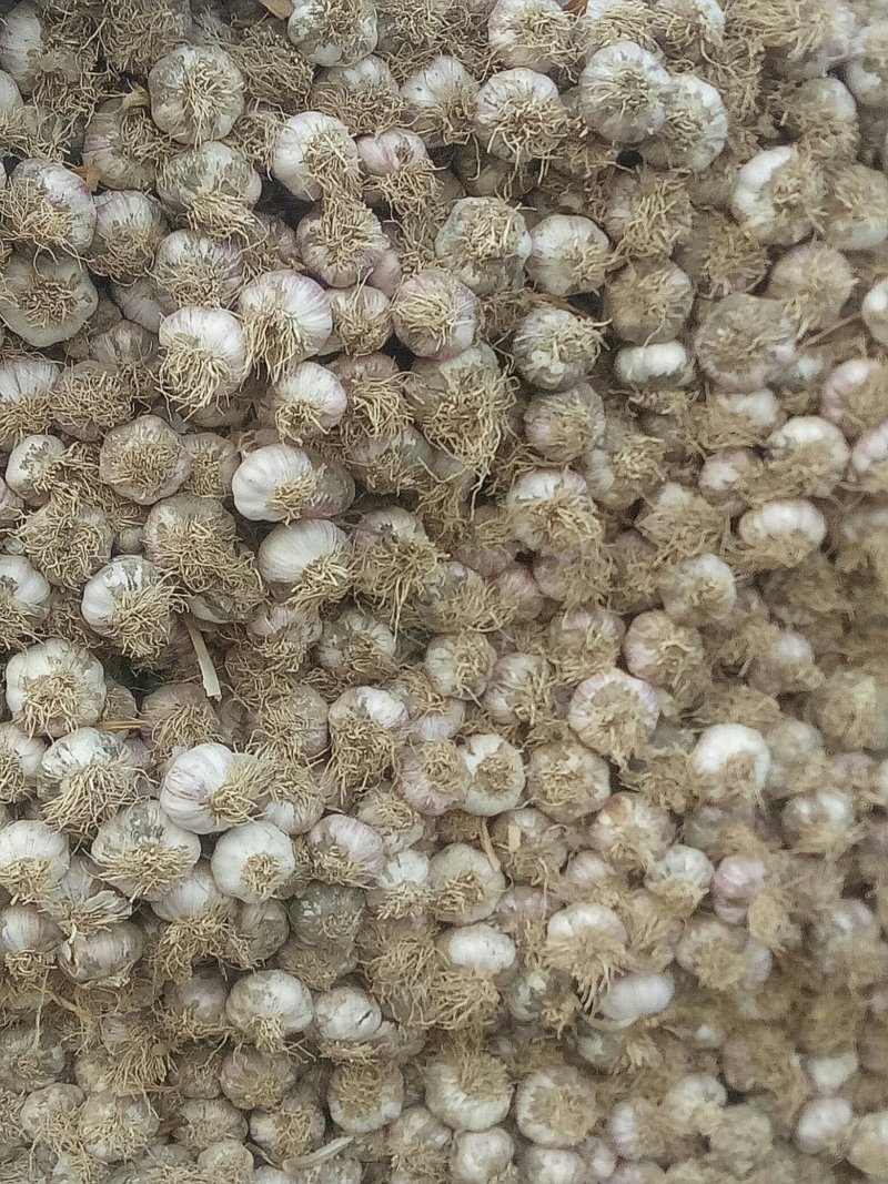 大蒜大量上市欢迎各地老板前来收购