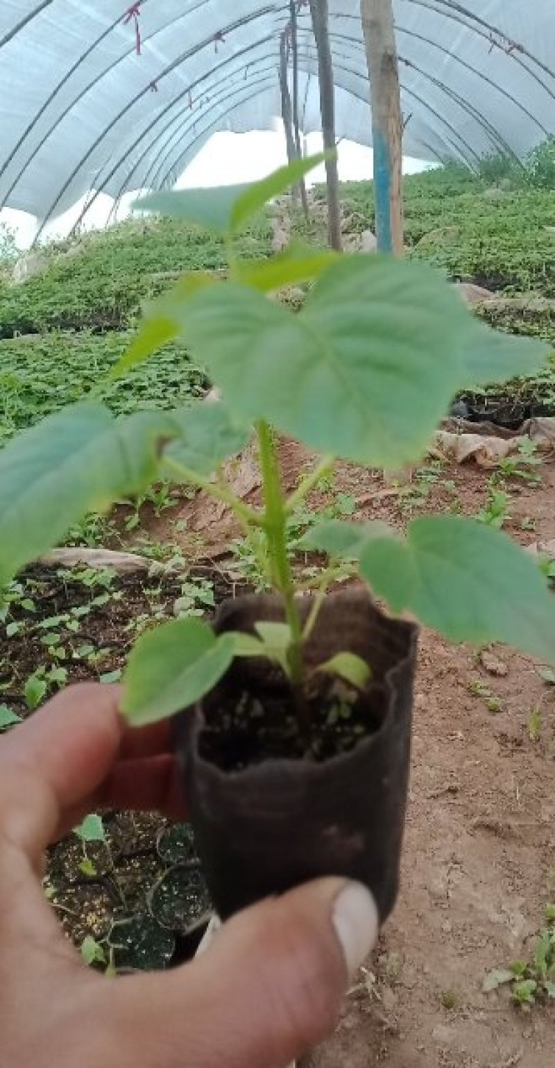 种苗