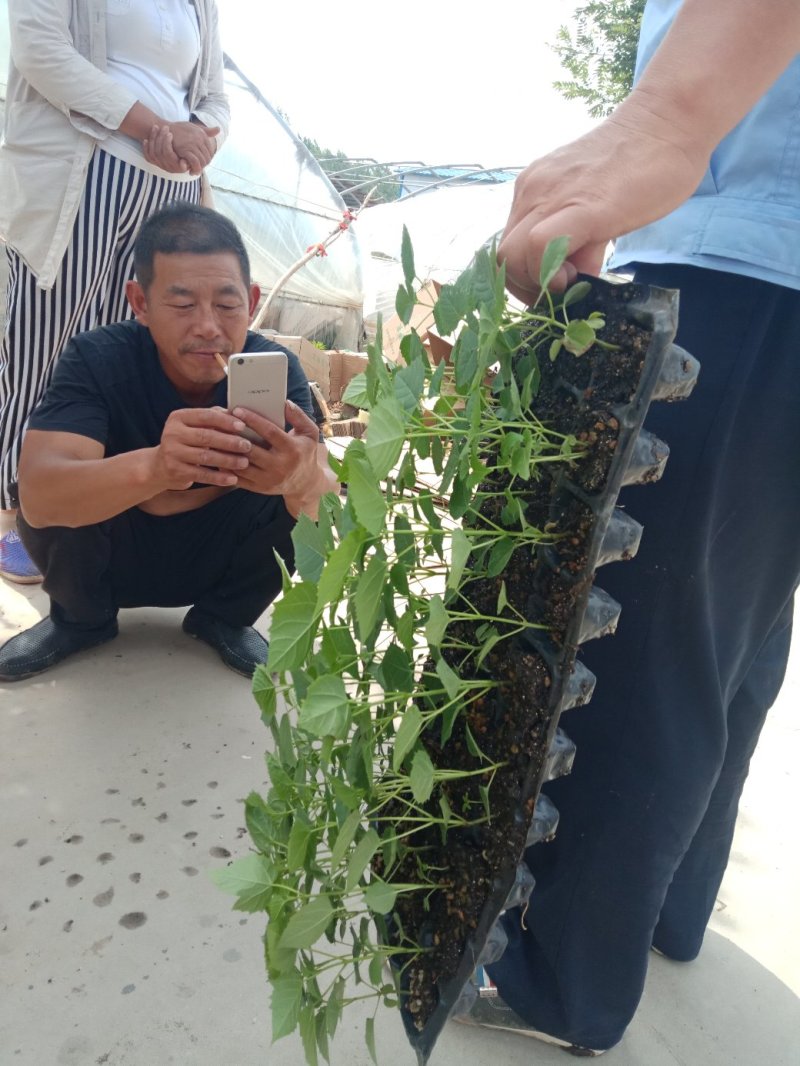 种苗
