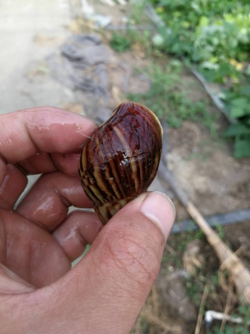 白玉蜗牛