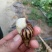 白玉蜗牛