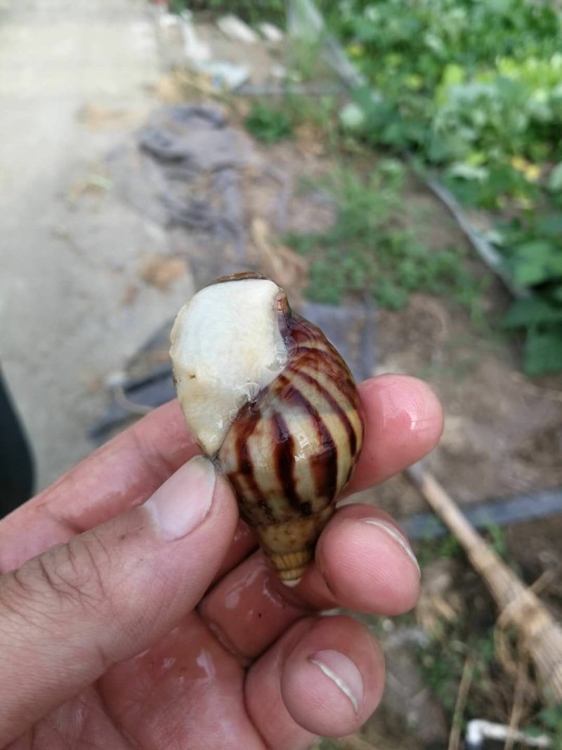 白玉蜗牛