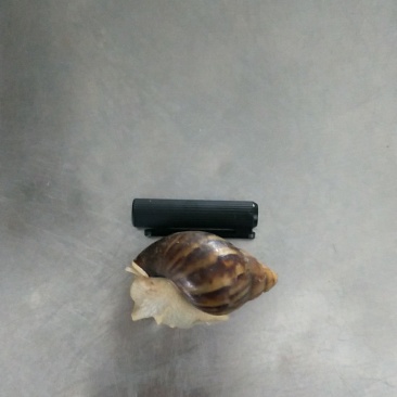 白玉蜗牛