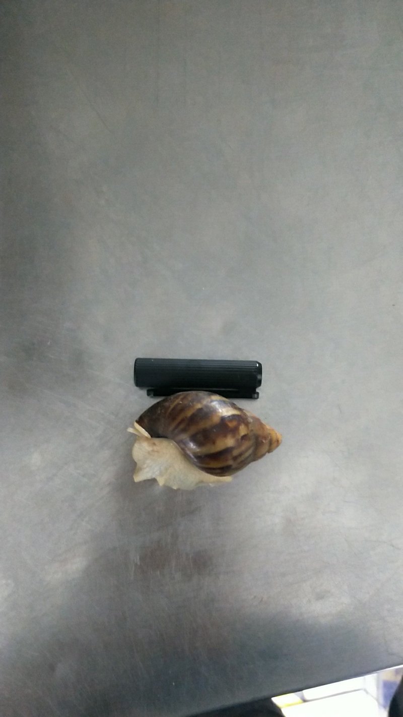 白玉蜗牛