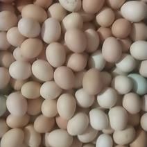 散养土鸡蛋，果树林下养殖，土鸡蛋