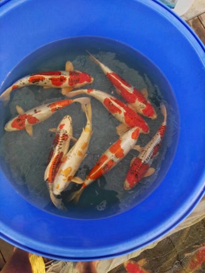 锦鲤