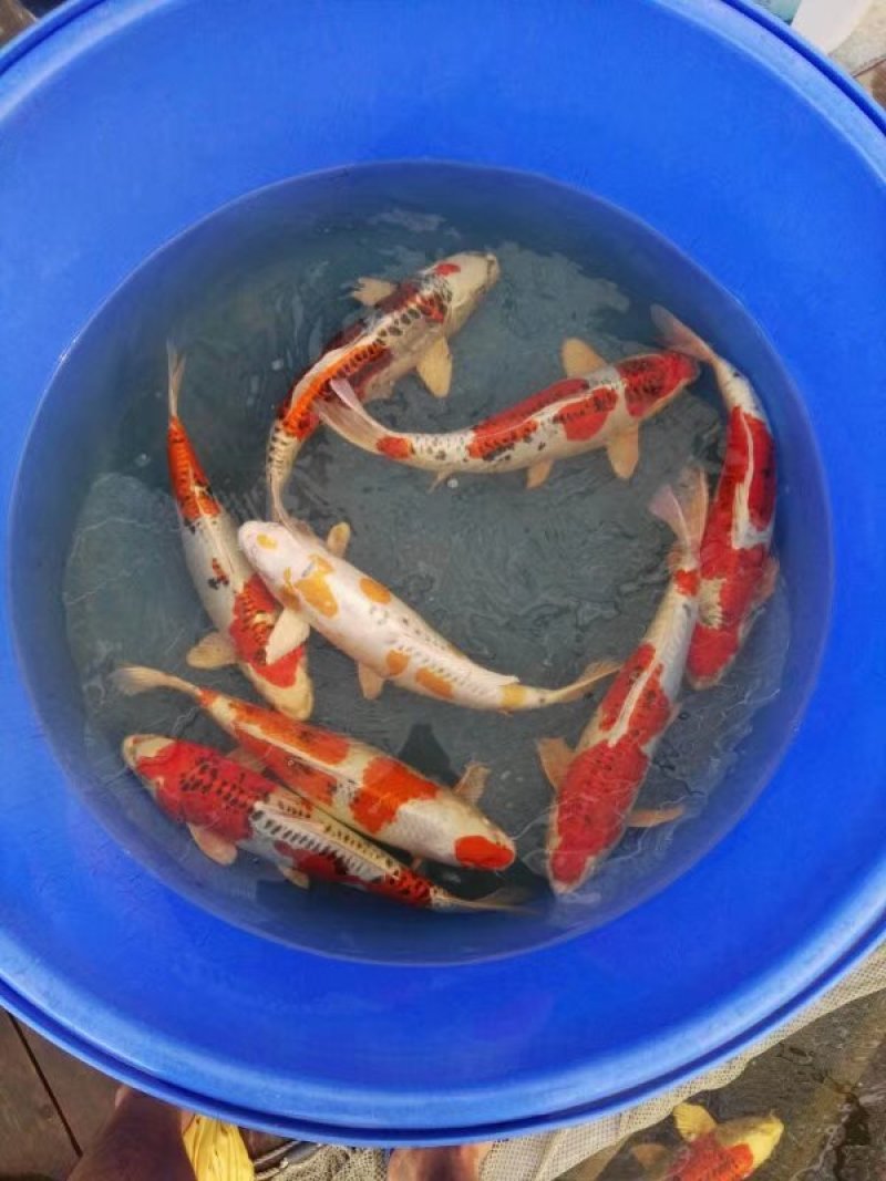 锦鲤