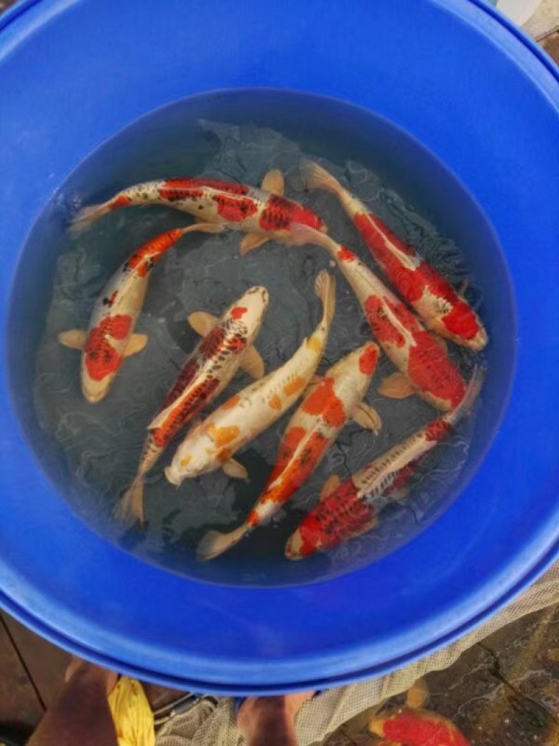 锦鲤