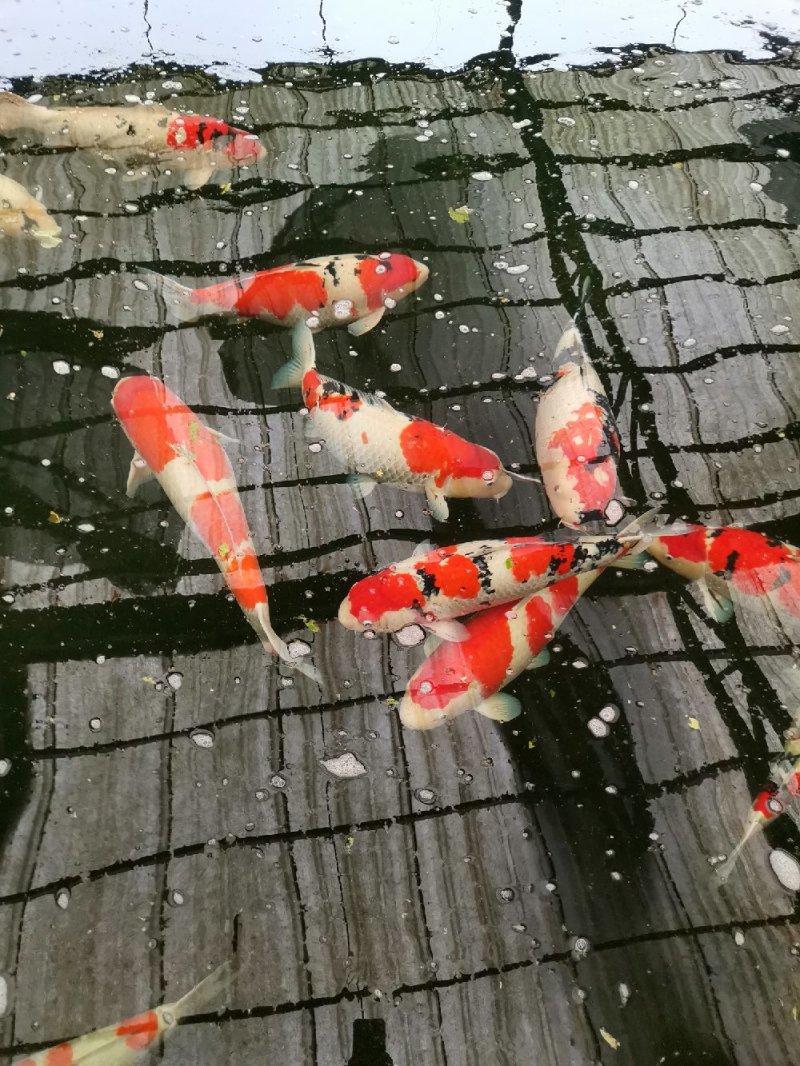 锦鲤