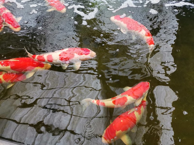 锦鲤