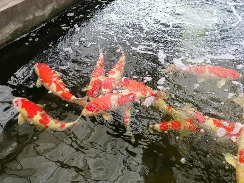 锦鲤