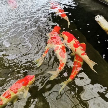 锦鲤