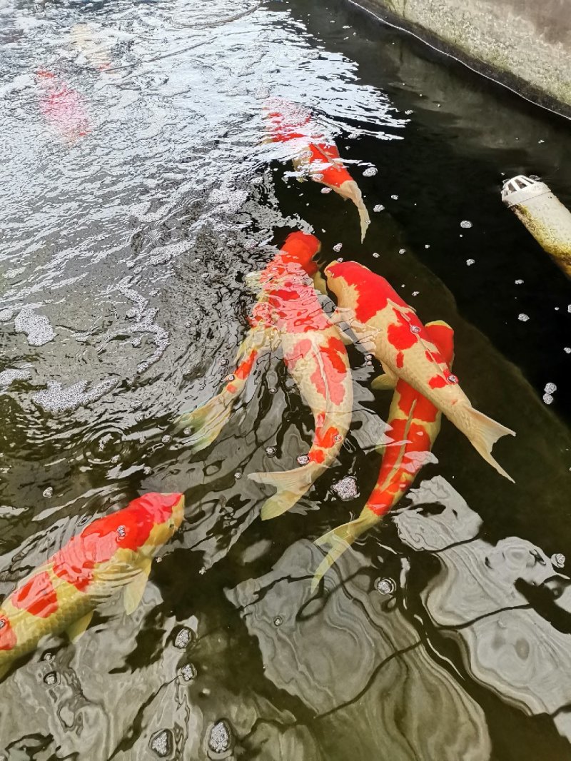 锦鲤