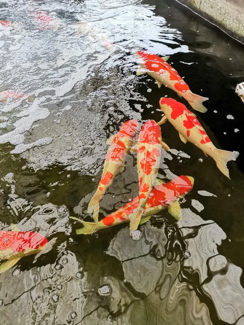 锦鲤