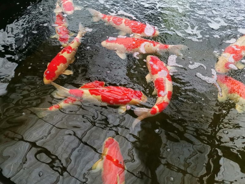 锦鲤