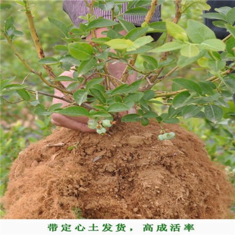 带果发货蓝莓苗盆栽蓝莓树苗室内外种植当年结果南北方均可种