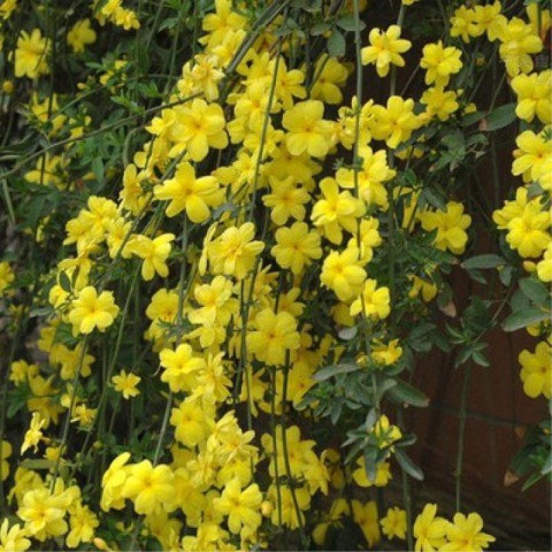 【迎春花苗10棵装+生根粉+包成活+包开花(爬藤迎春花苗
