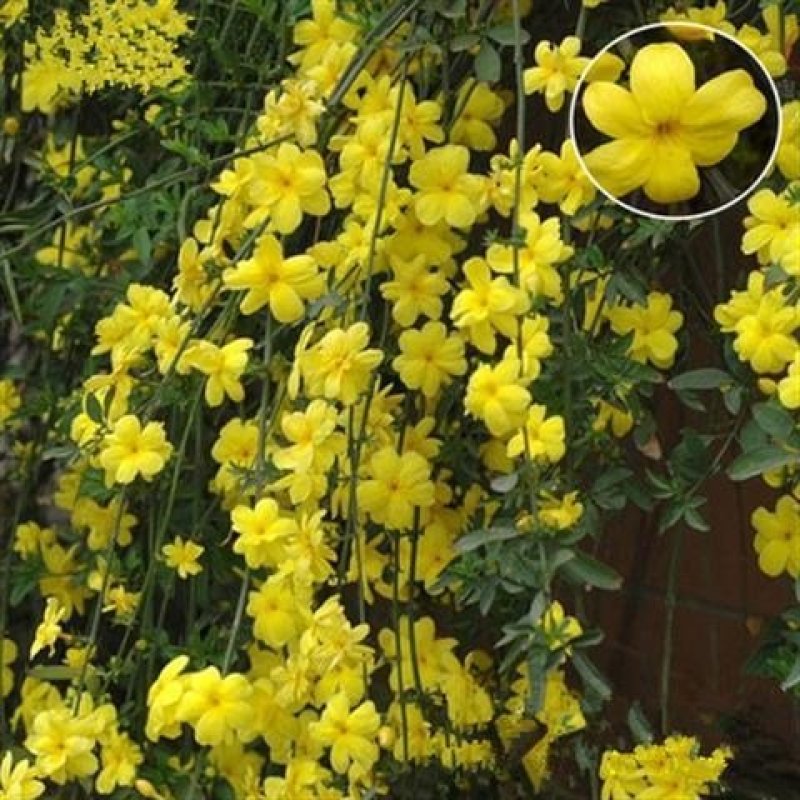 【迎春花苗10棵装+生根粉+包成活+包开花(爬藤迎春花苗