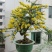 【迎春花苗10棵装+生根粉+包成活+包开花(爬藤迎春花苗