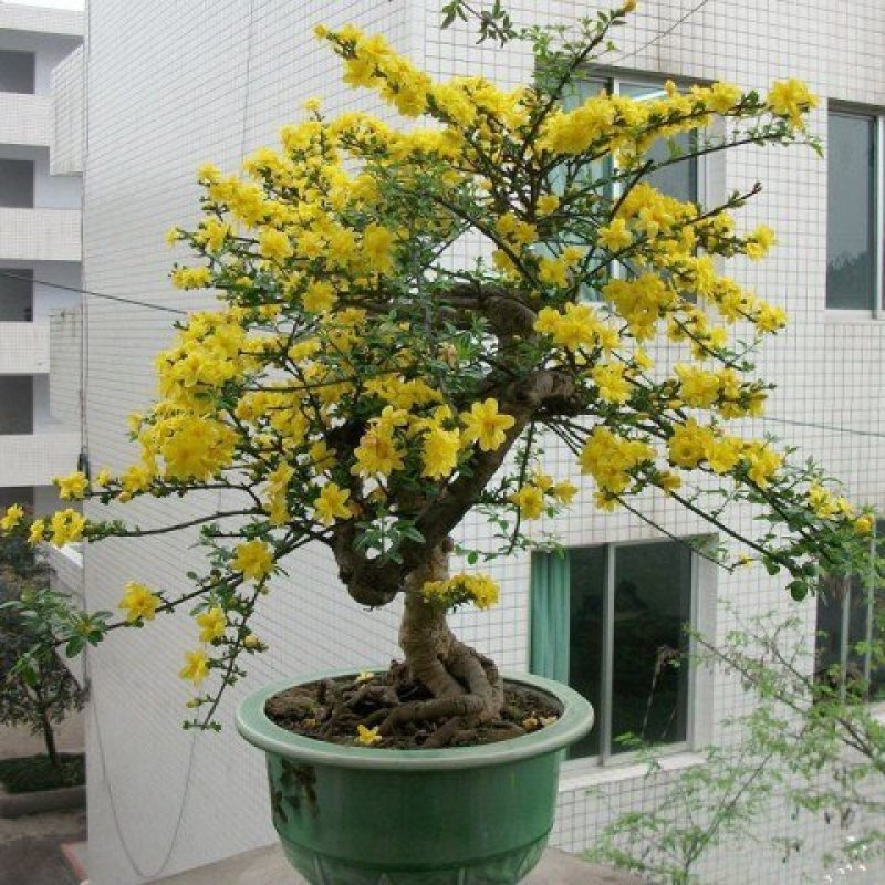 【迎春花苗10棵装+生根粉+包成活+包开花(爬藤迎春花苗
