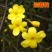 【迎春花苗10棵装+生根粉+包成活+包开花(爬藤迎春花苗