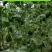 精品美嘉小吊瓜水蜜桃