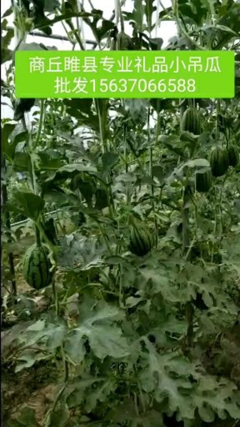 精品美嘉小吊瓜水蜜桃