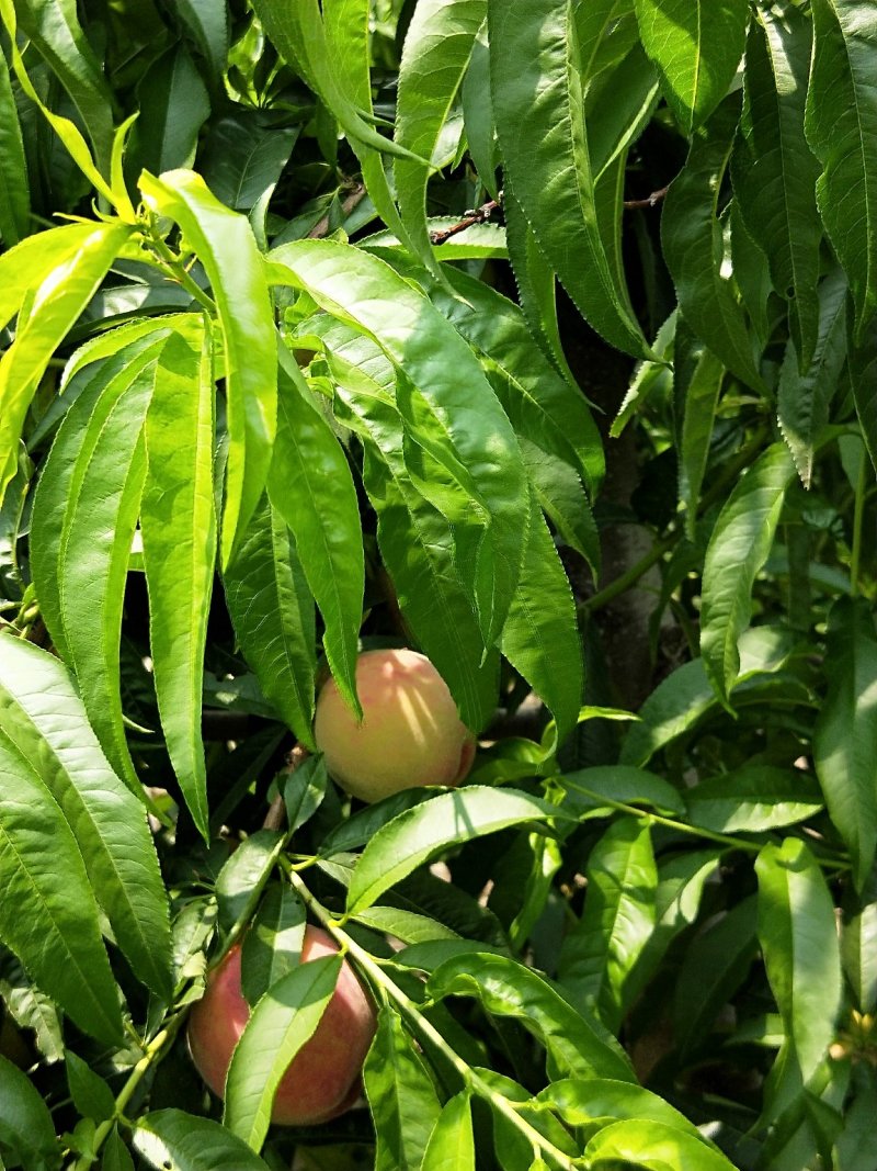 精品美嘉小吊瓜水蜜桃