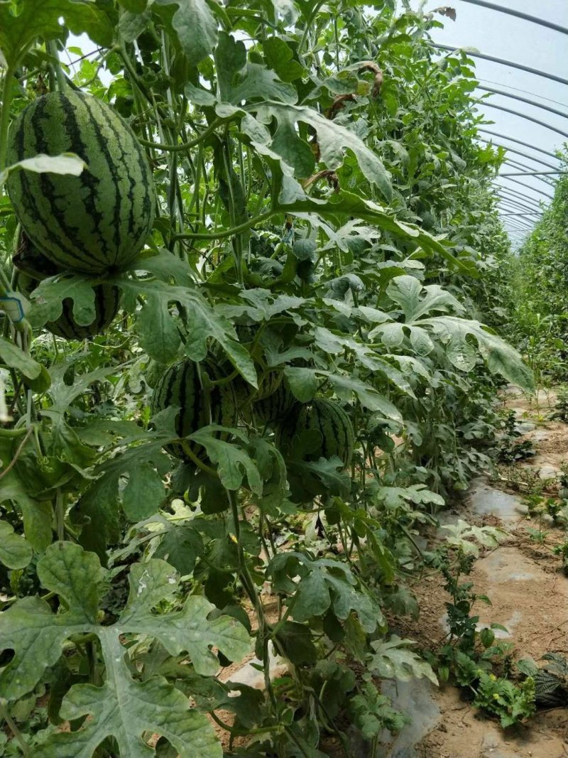 精品美嘉小吊瓜水蜜桃