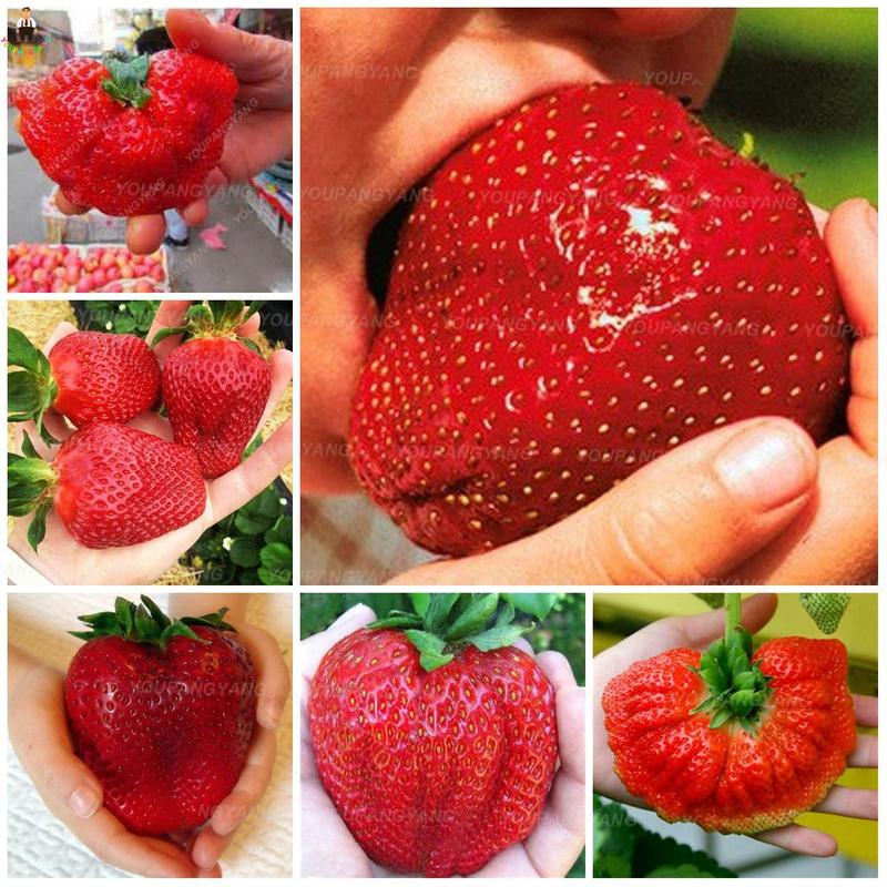 1000粒奶油草莓种子四季种易活室内阳台植物盆栽水果种子