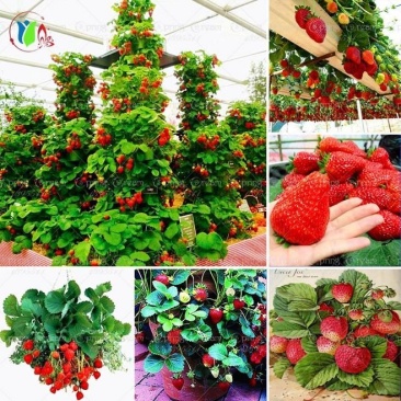 1000粒奶油草莓种子四季种易活室内阳台植物盆栽水果种子