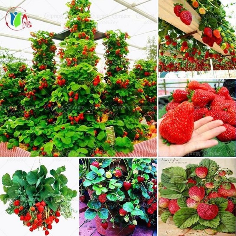 1000粒奶油草莓种子四季种易活室内阳台植物盆栽水果种子