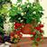 1000粒奶油草莓种子四季种易活室内阳台植物盆栽水果种子