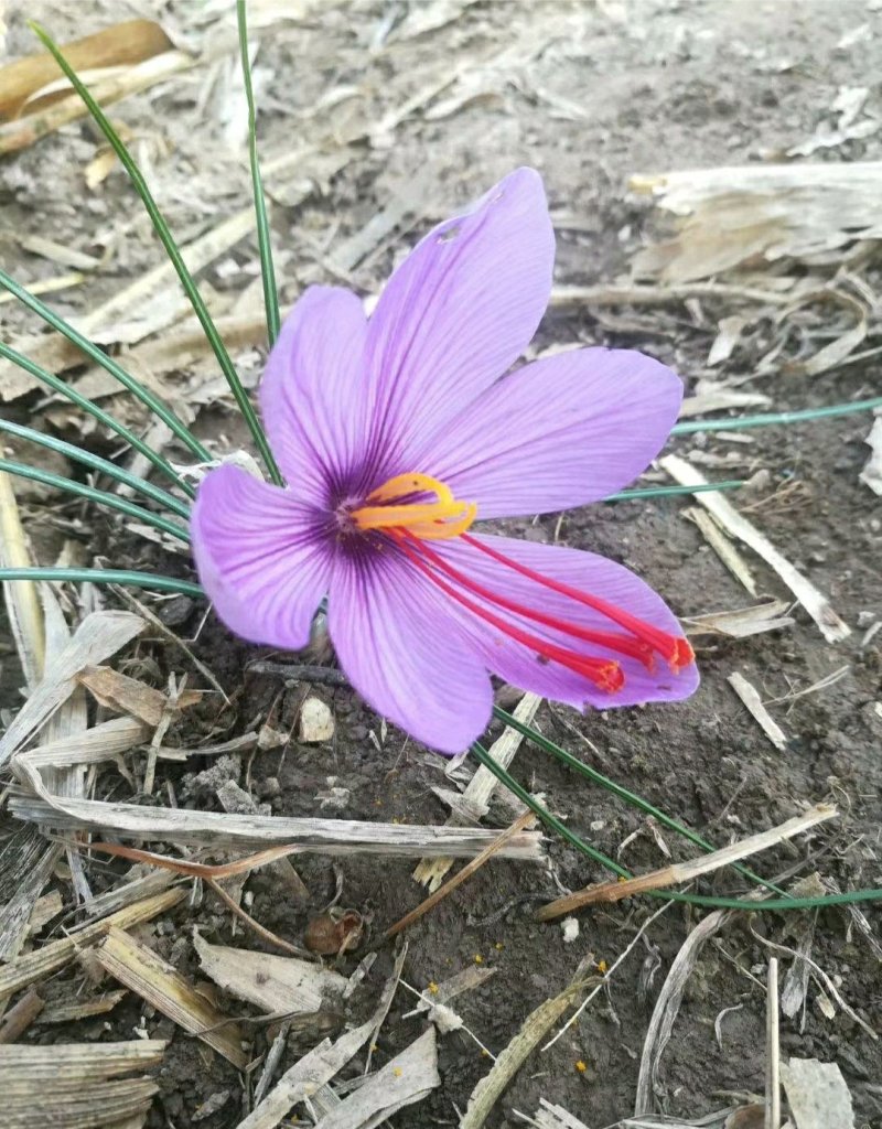 藏红花，藏红花种球