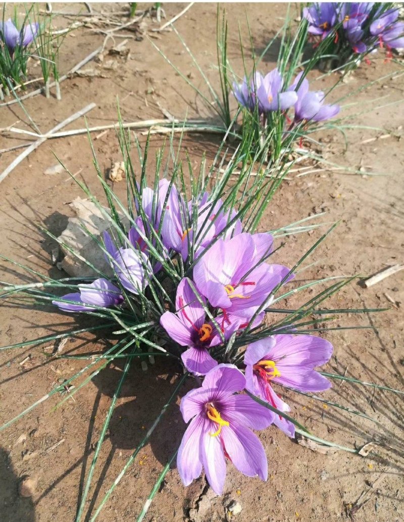 藏红花，藏红花种球