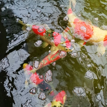 日本锦鲤