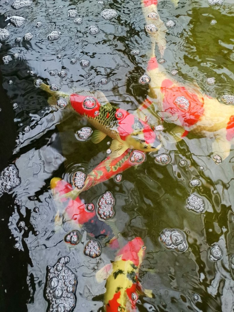 日本锦鲤
