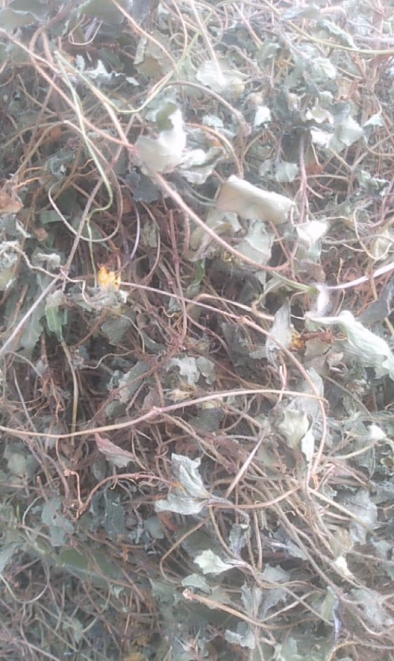 小金钱草