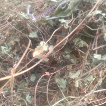 小金钱草