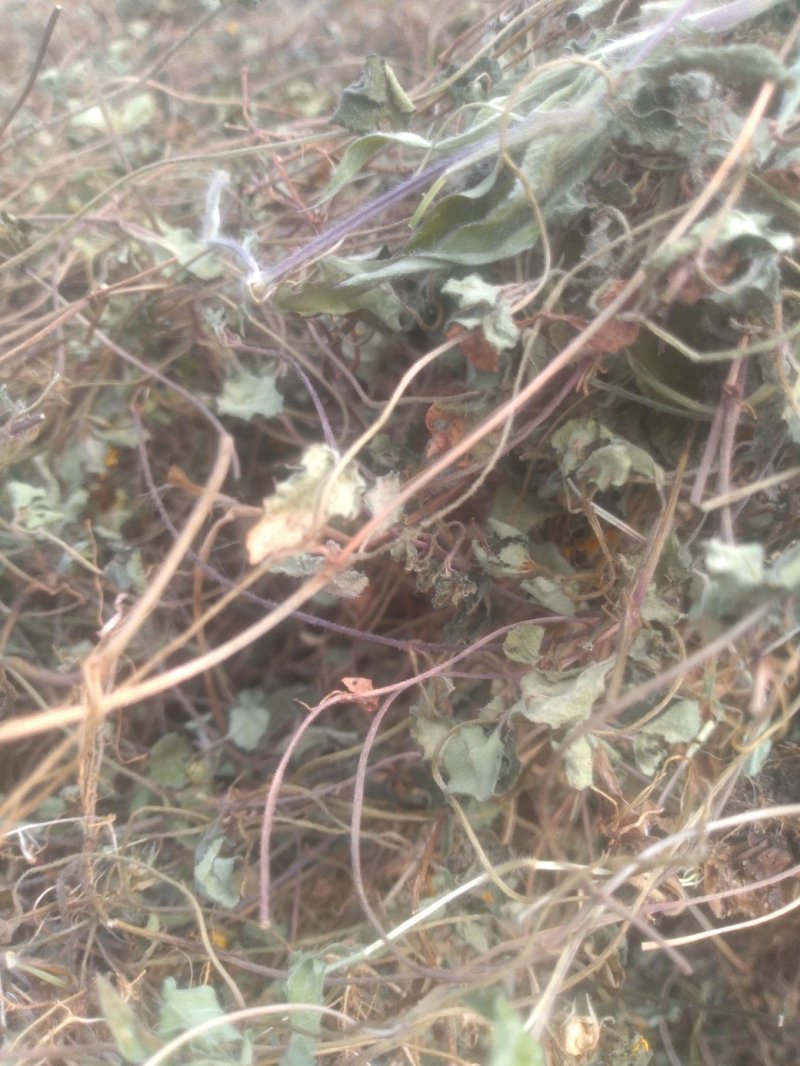 小金钱草