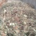 小金钱草